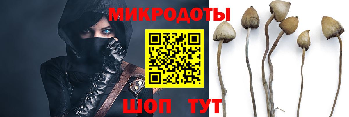 Псилоцибиновые грибы Psilocybine cubensis Геленджик